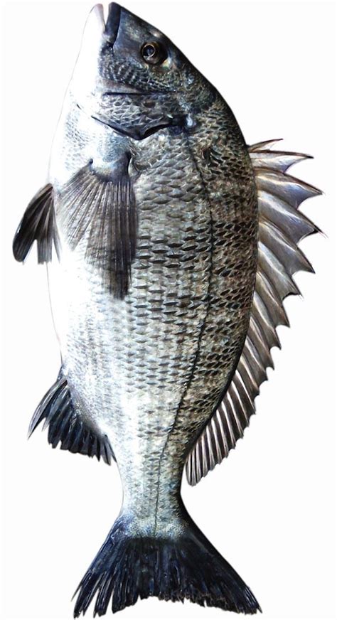 sea bream fish|Sea Bream Fish: Characteristics, Cooking, Taste, Price.